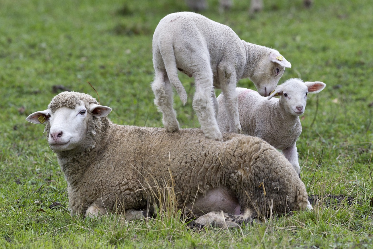 Sheep and lambs