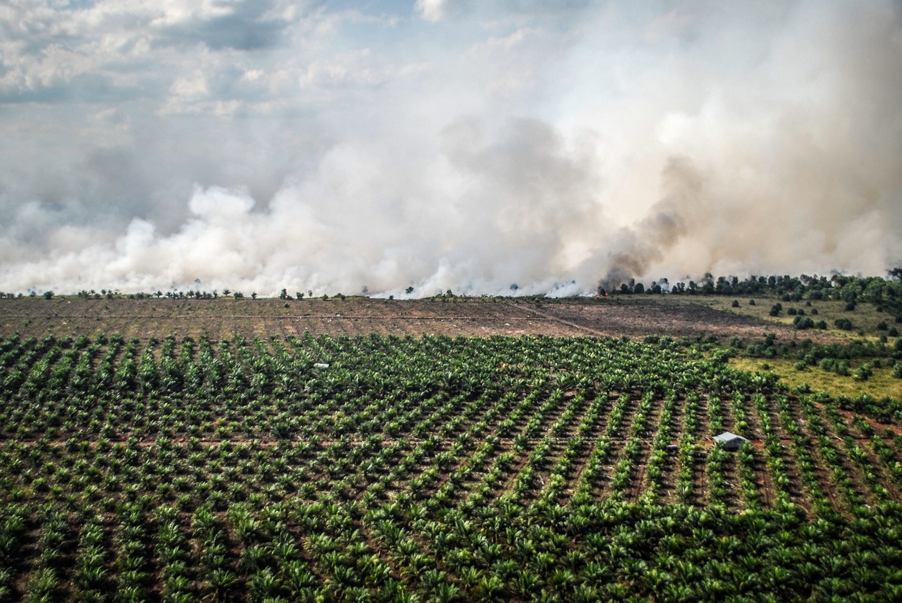 Palm oil plantation