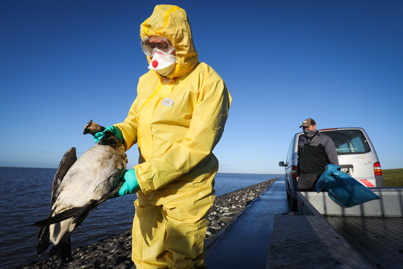 Un uccello morto raccolto nel Mare del Nord.