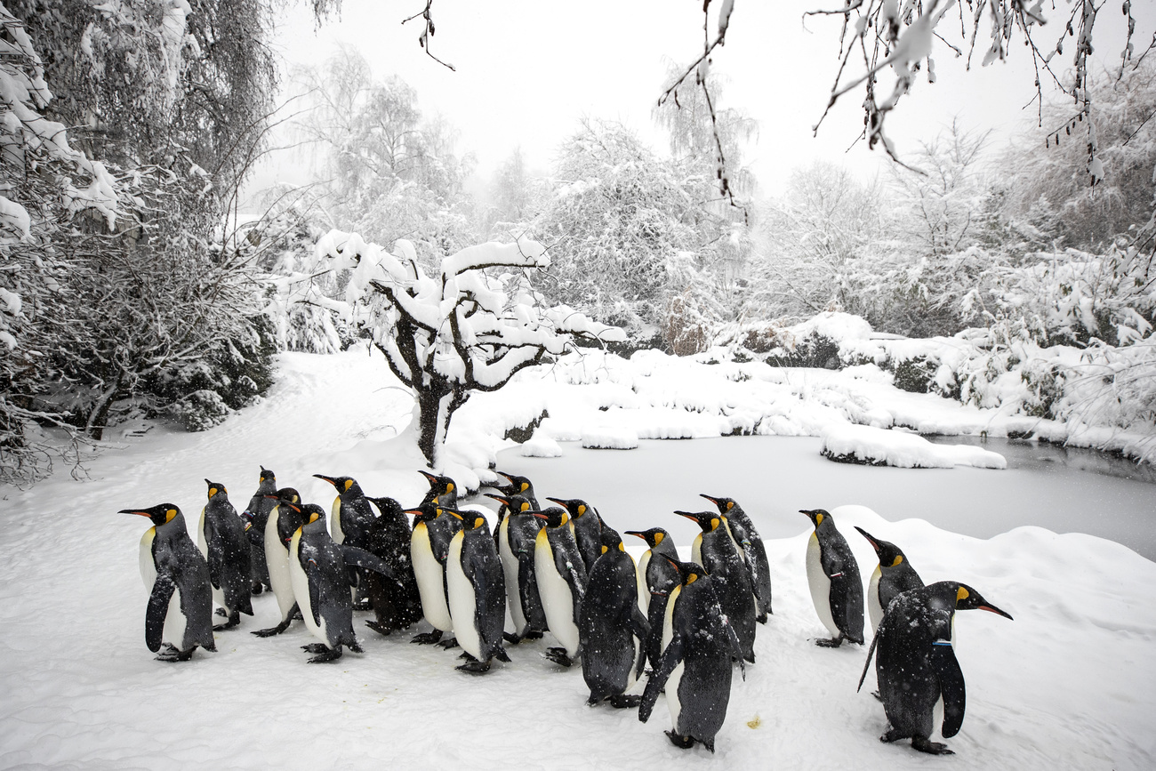Penguins