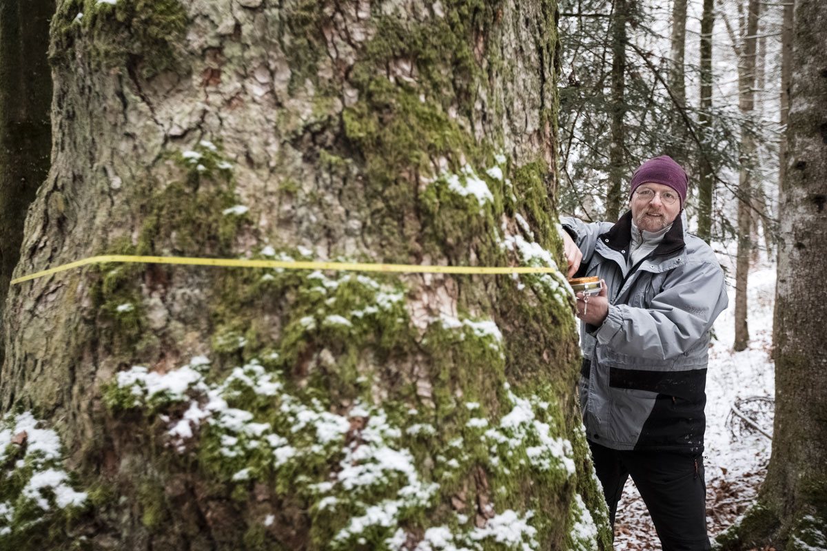 Homme mesurant le diamètre d un arbre