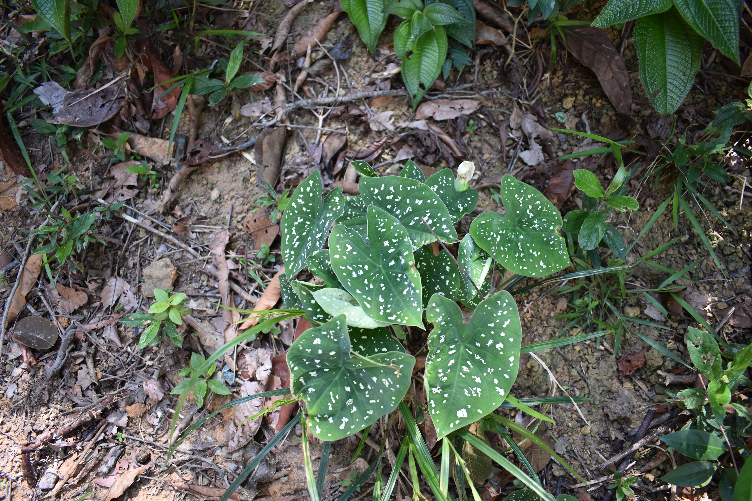 plant