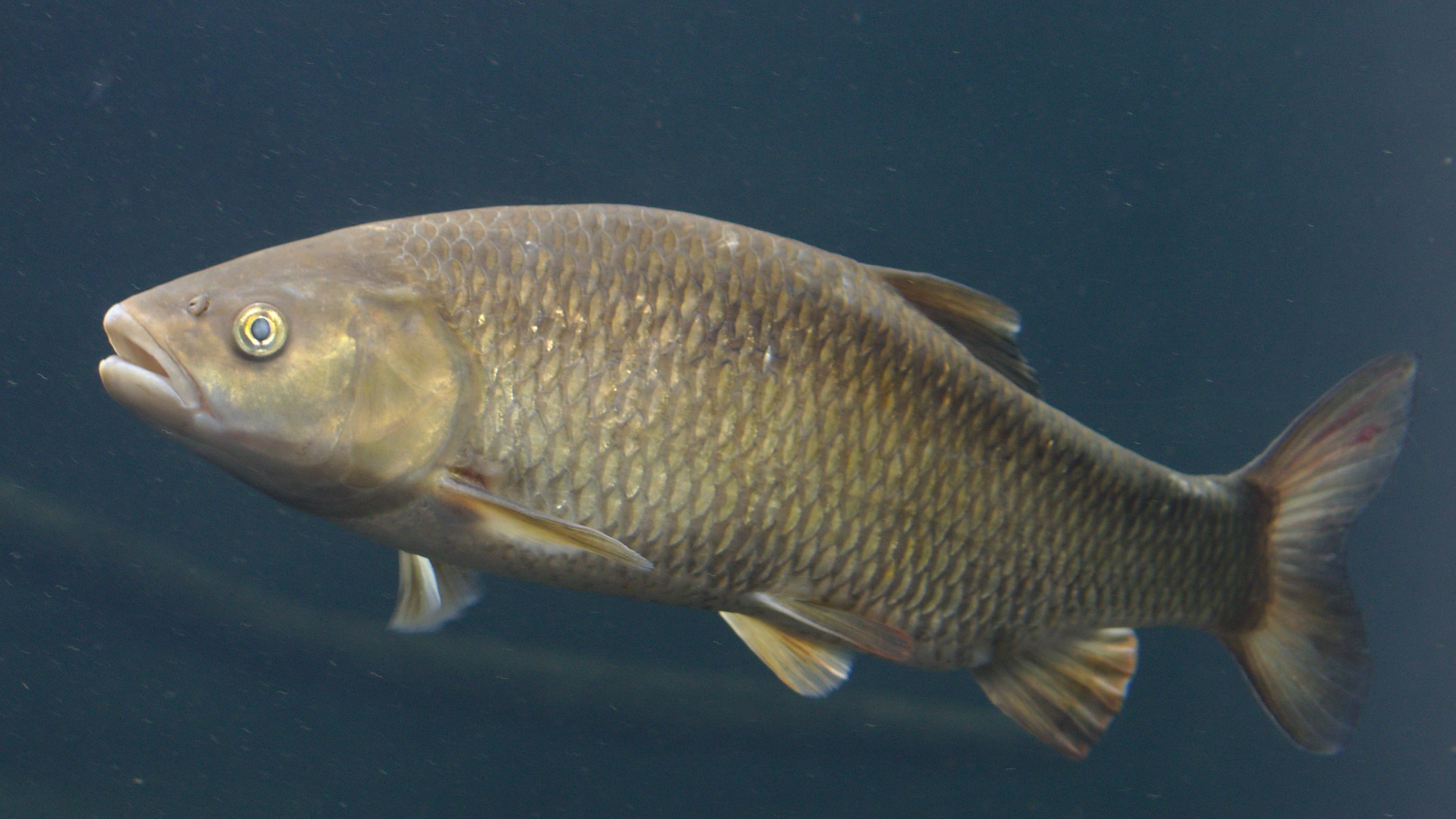 European chub freshwater fish