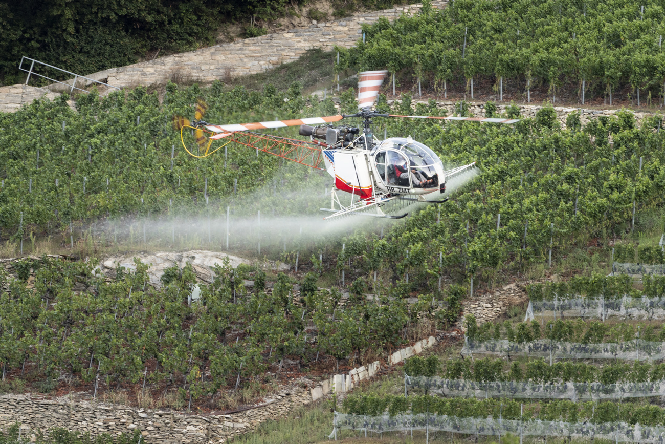 Un helicóptero rocía con fungicidas los viñedos