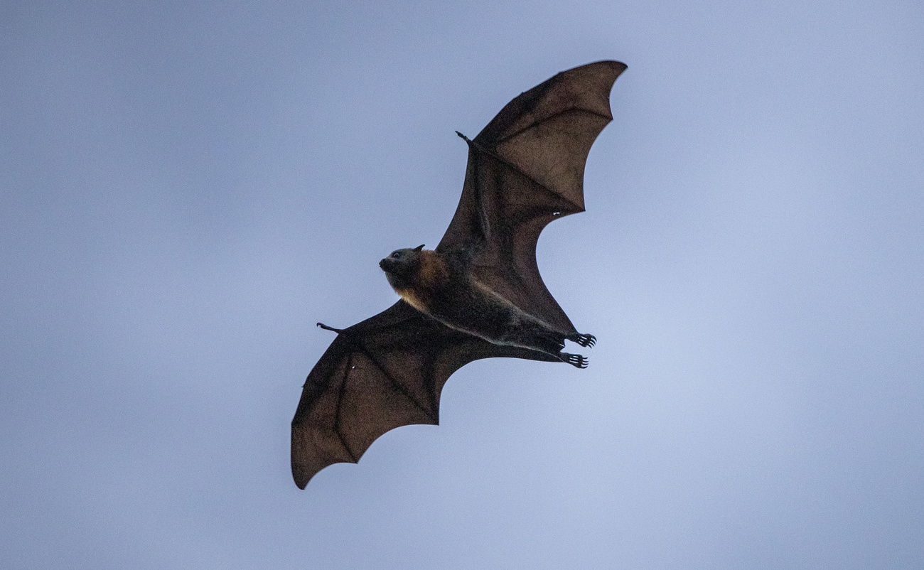 Un pipistrello volteggia nel cielo.