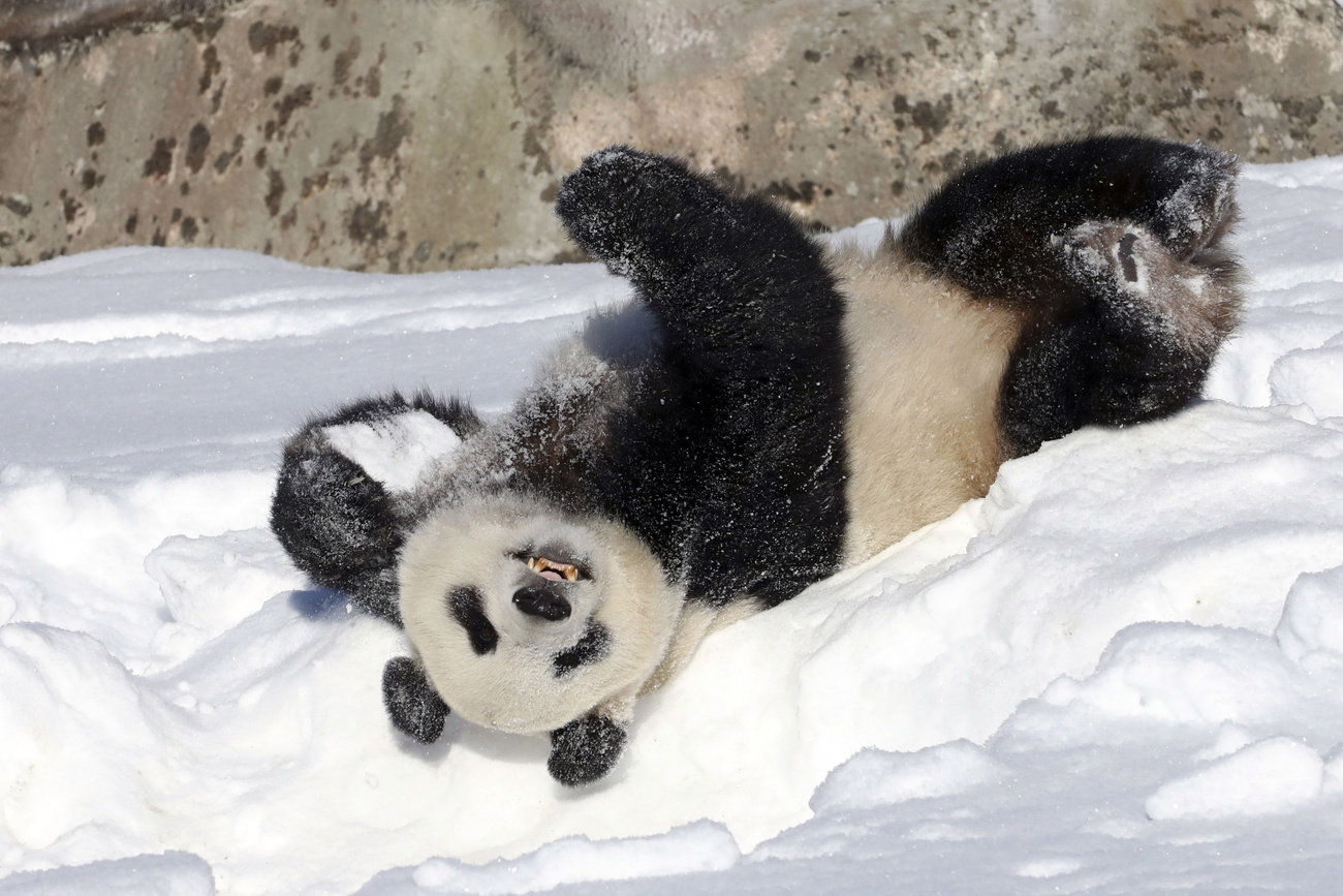 Un panda gigante che si rotola nella neve.