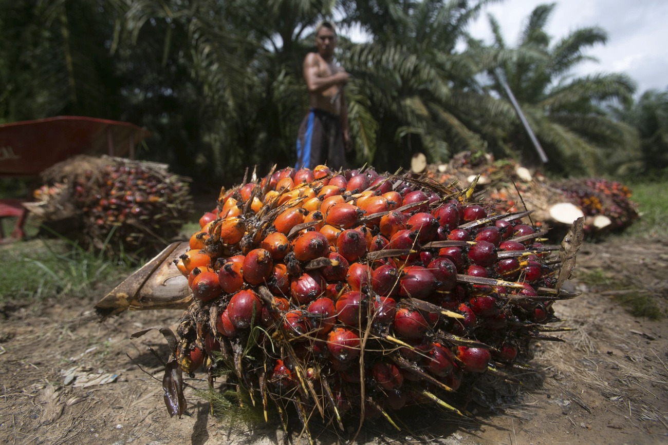 インドネシアは世界最大のパーム油生産国だ
