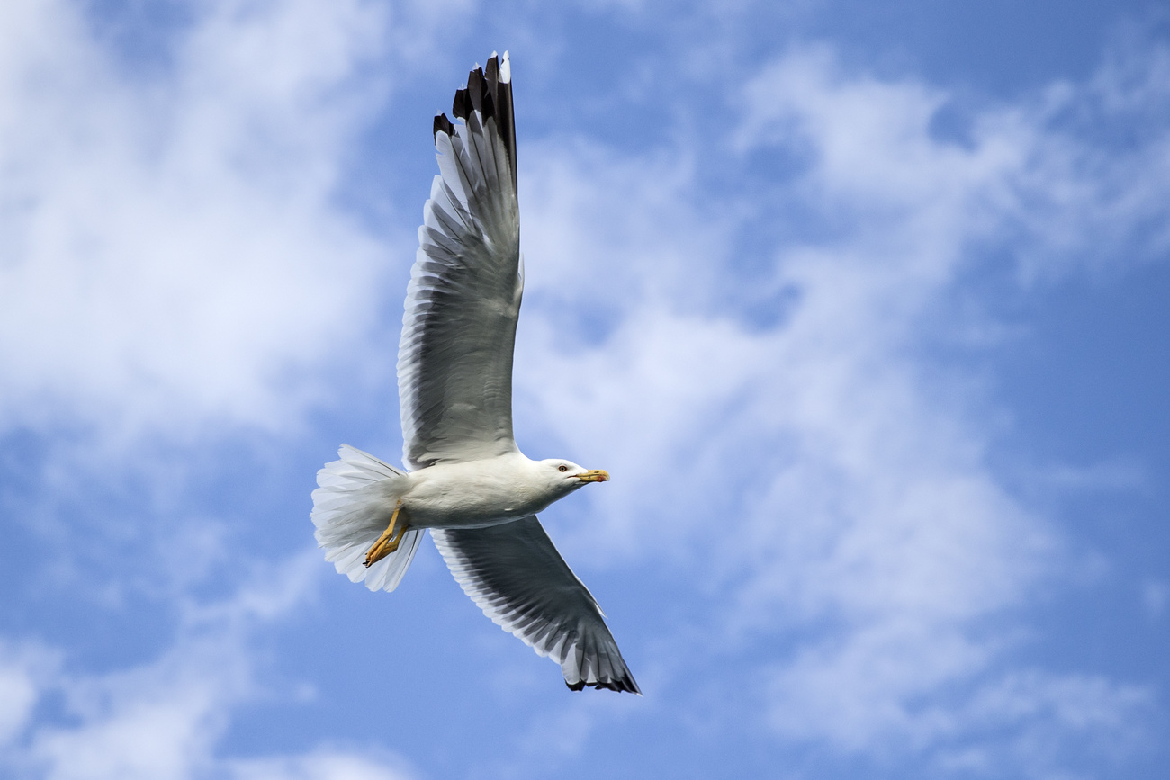 seagull flying