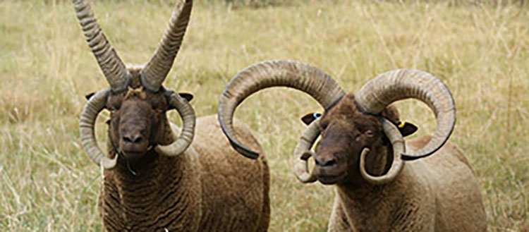Esemplari di capre con quattro corna.