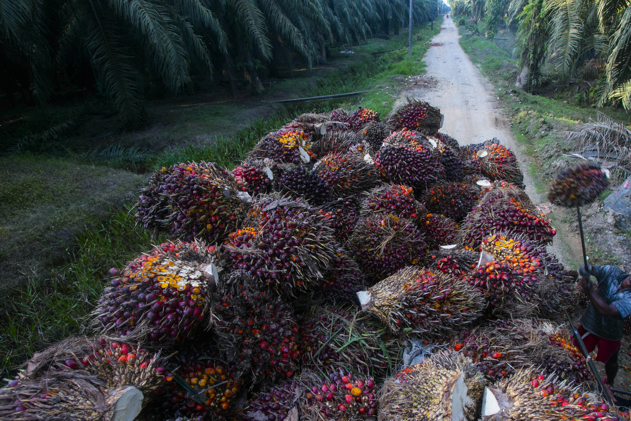 frutos de palma