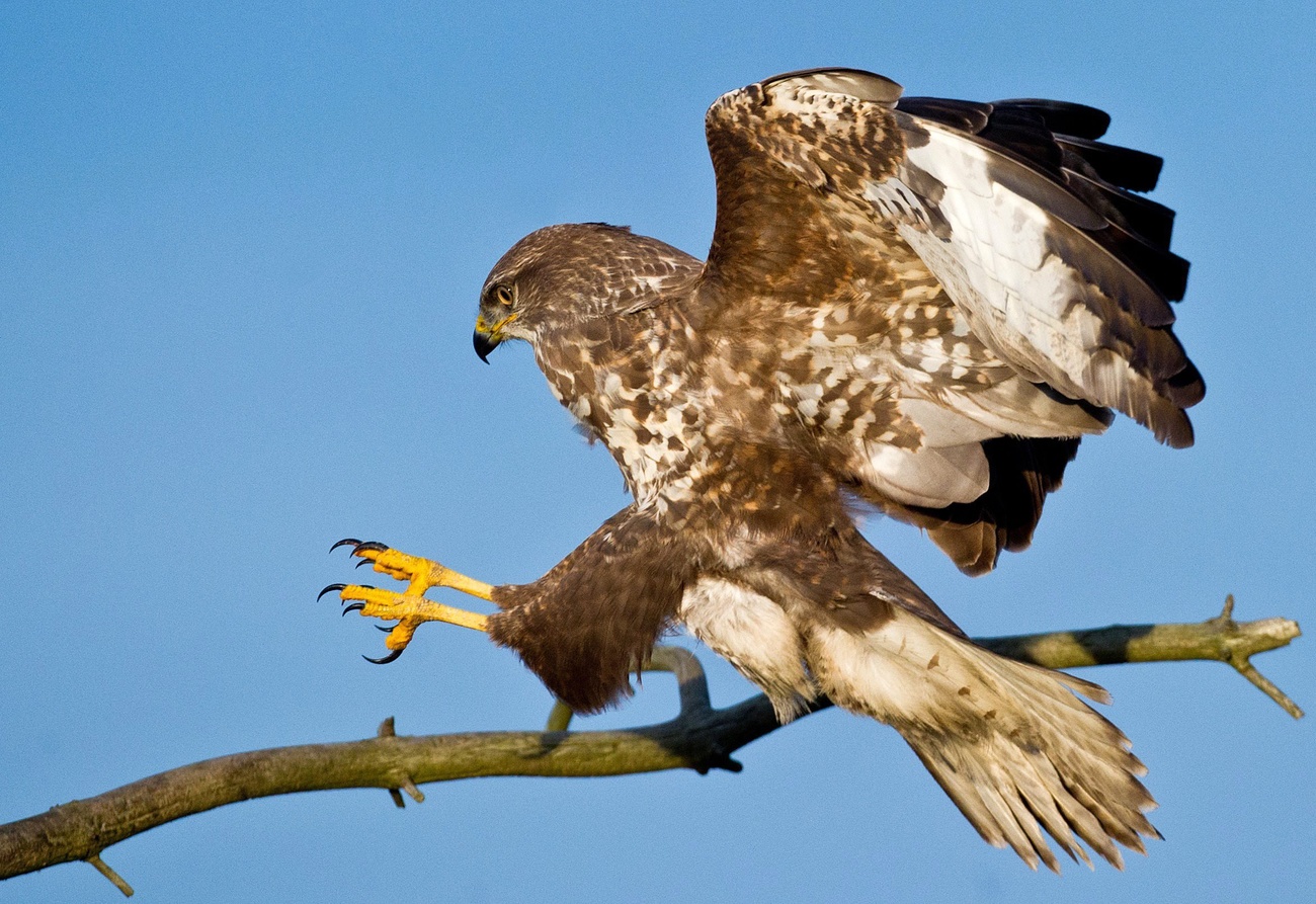 Common buzzard