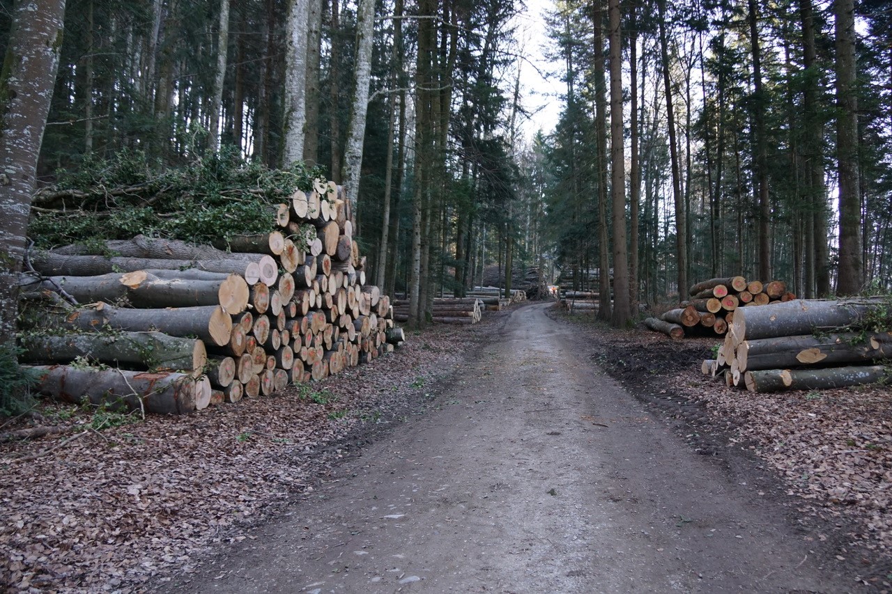 Freshly cut timber is piled on the side of a forestry road