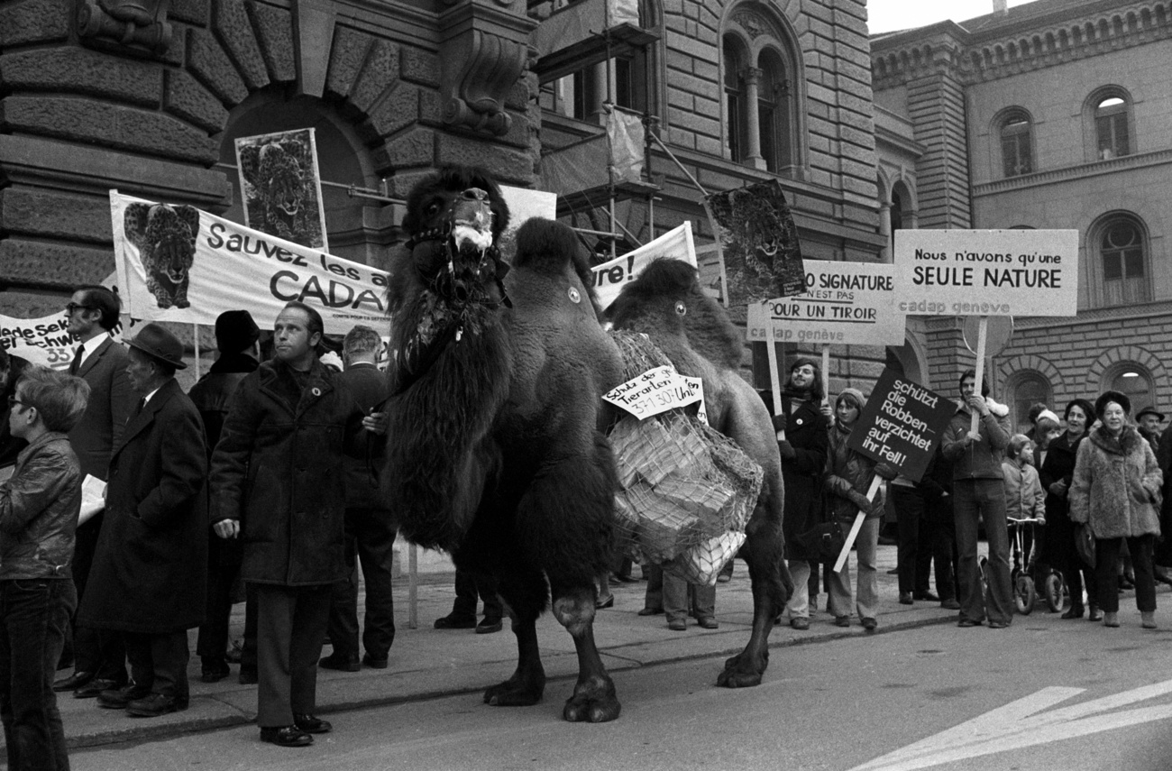 Manifestation avec un chameau.