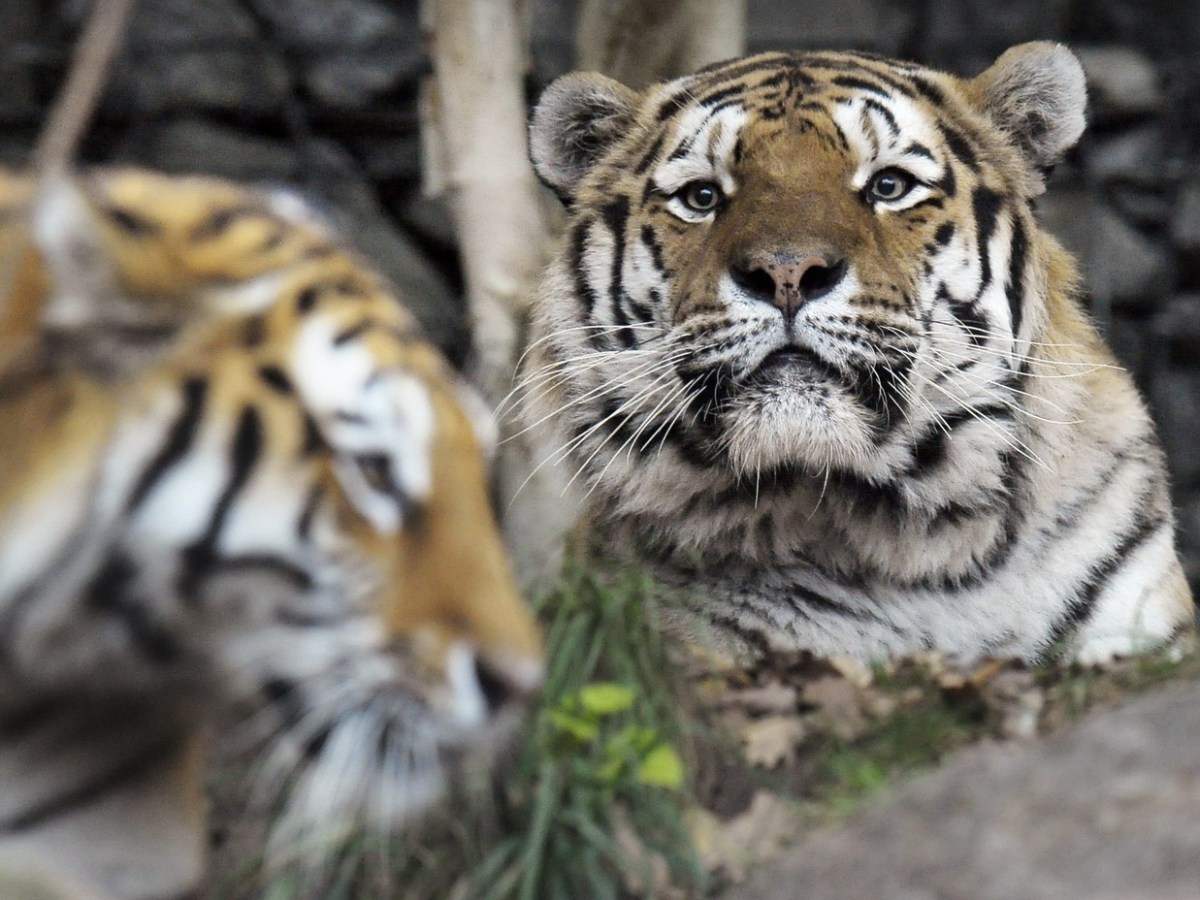 Inattention blamed for fatal tiger attack at Zurich zoo - SWI swissinfo.ch