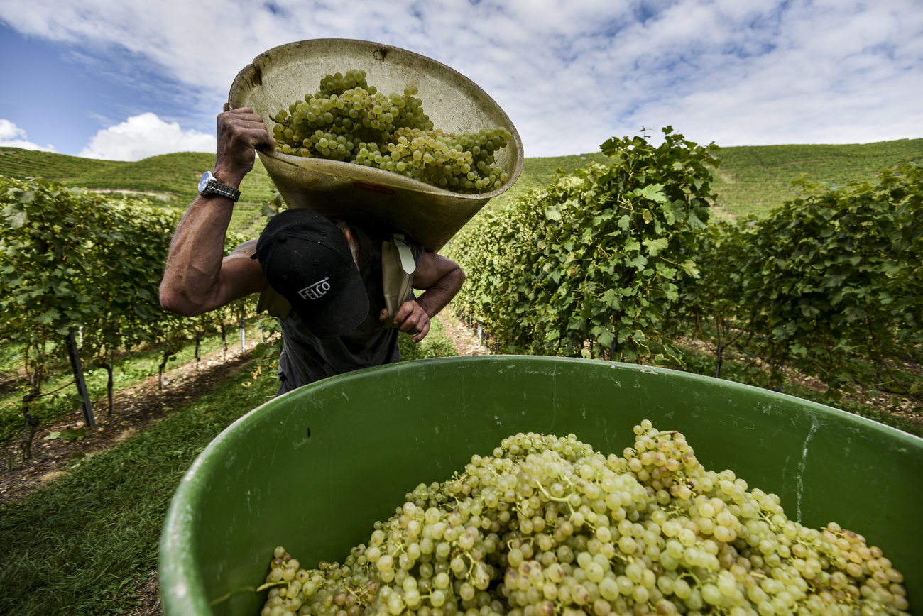 Picking grapes