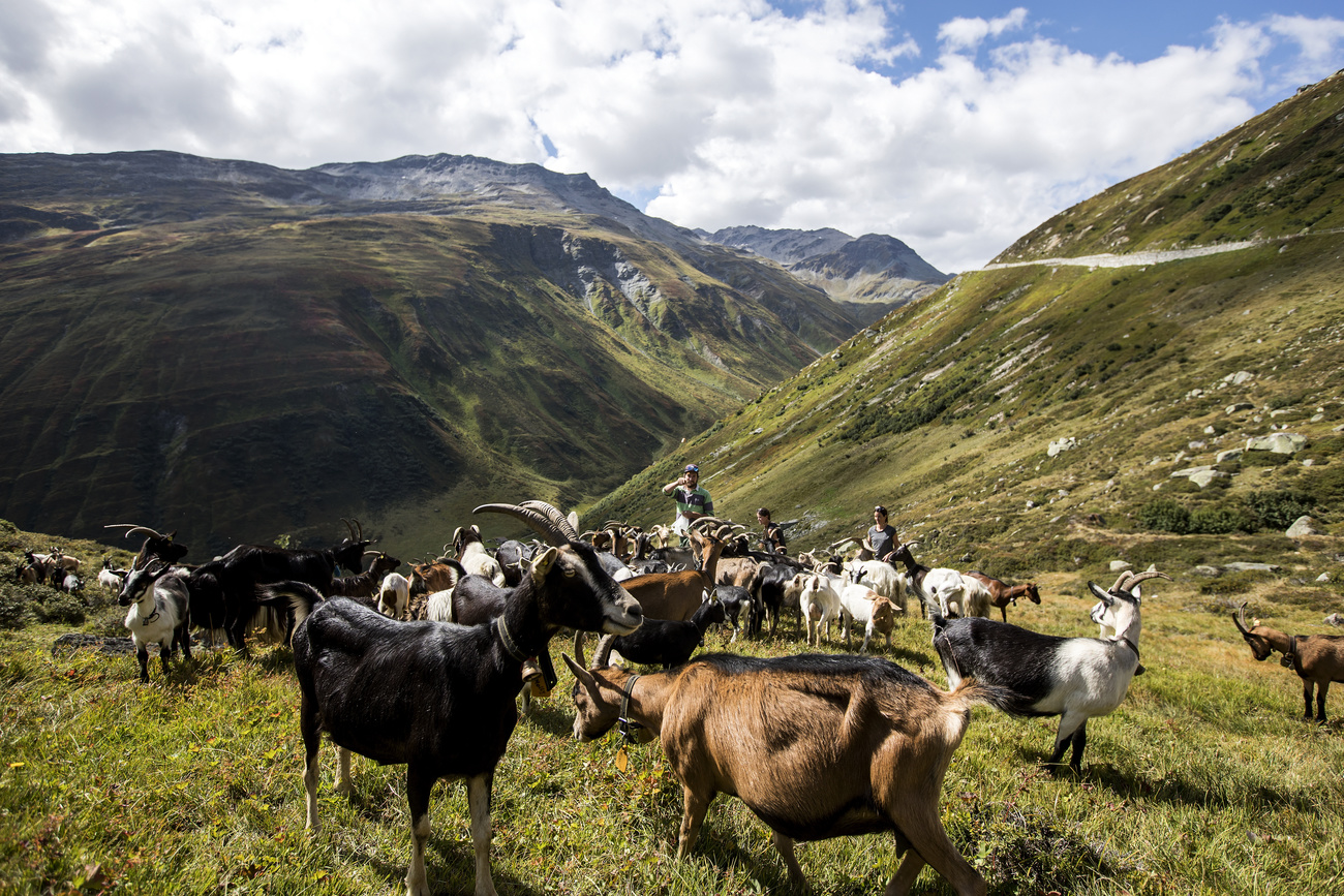 Capre al pascolo in montagna