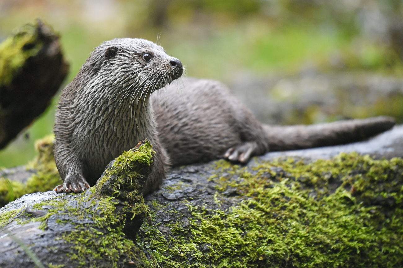 Una lontra