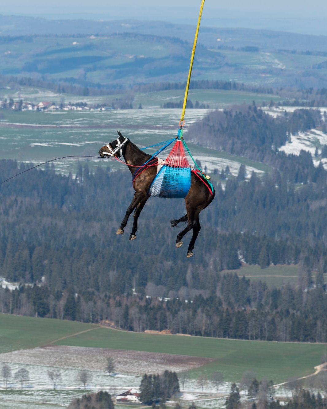 Un cavallo agganciato con un cavo a un Super Puma dell esercito.