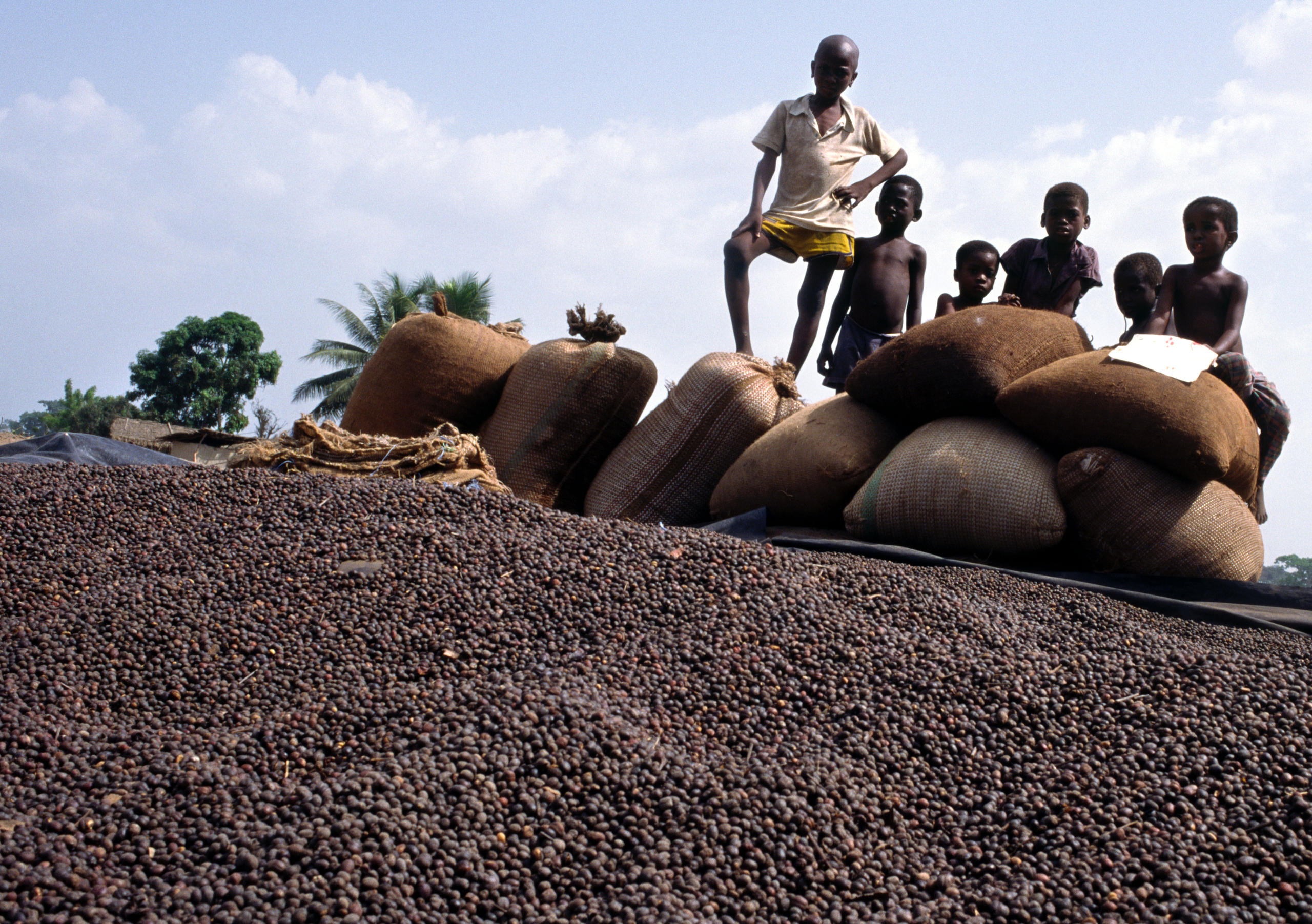 Niños y sacos de cocoa