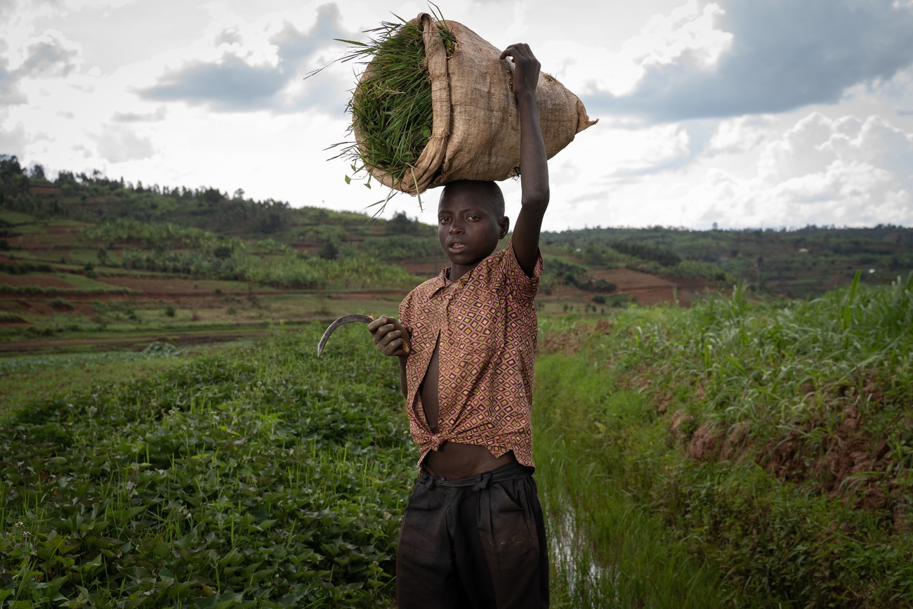 Jean Claude Niyibizi, 13 Jahre alt, mäht Gras, um die Kühe seiner Eltern zu füttern
