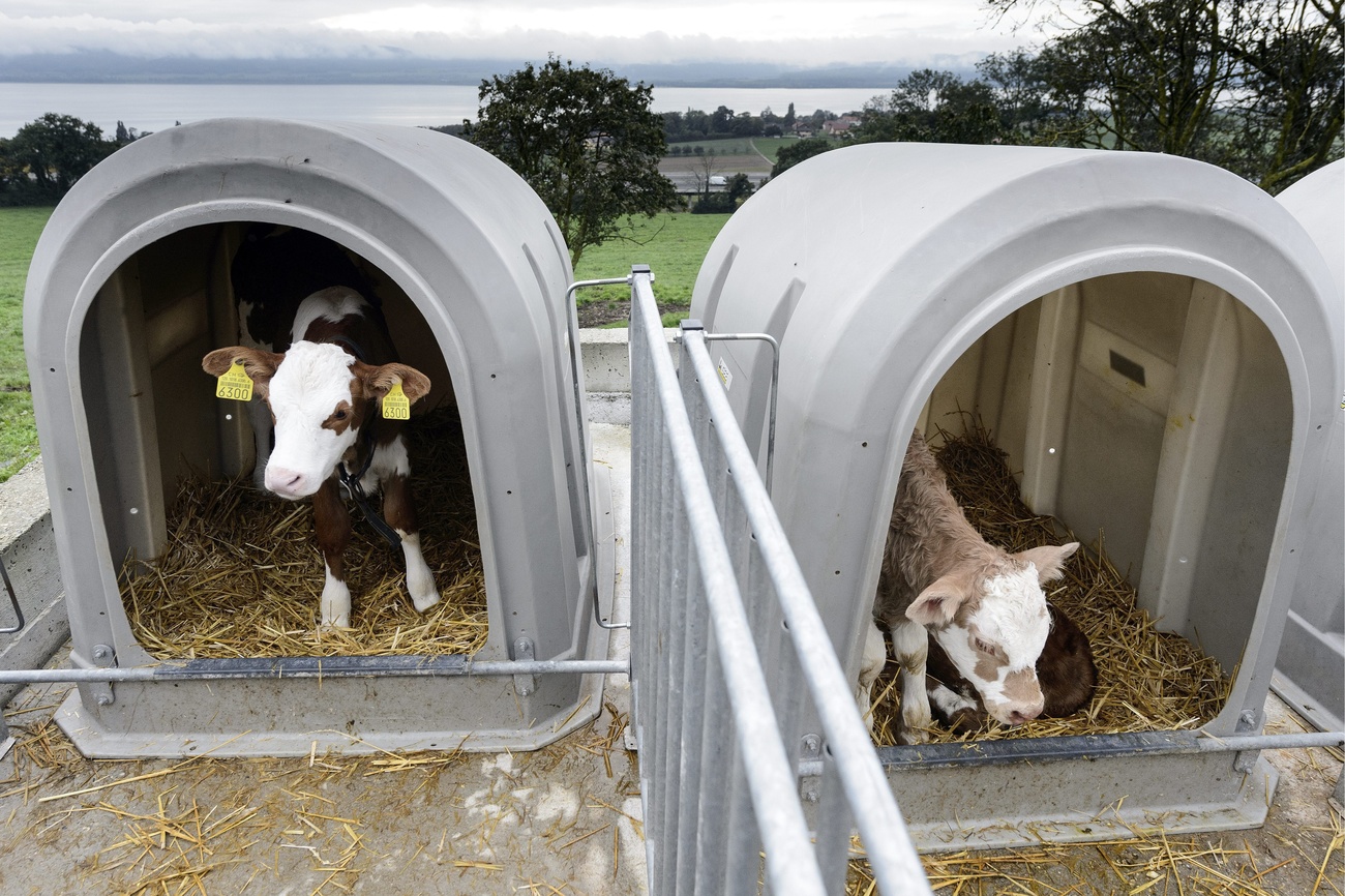 Two calves on a farm
