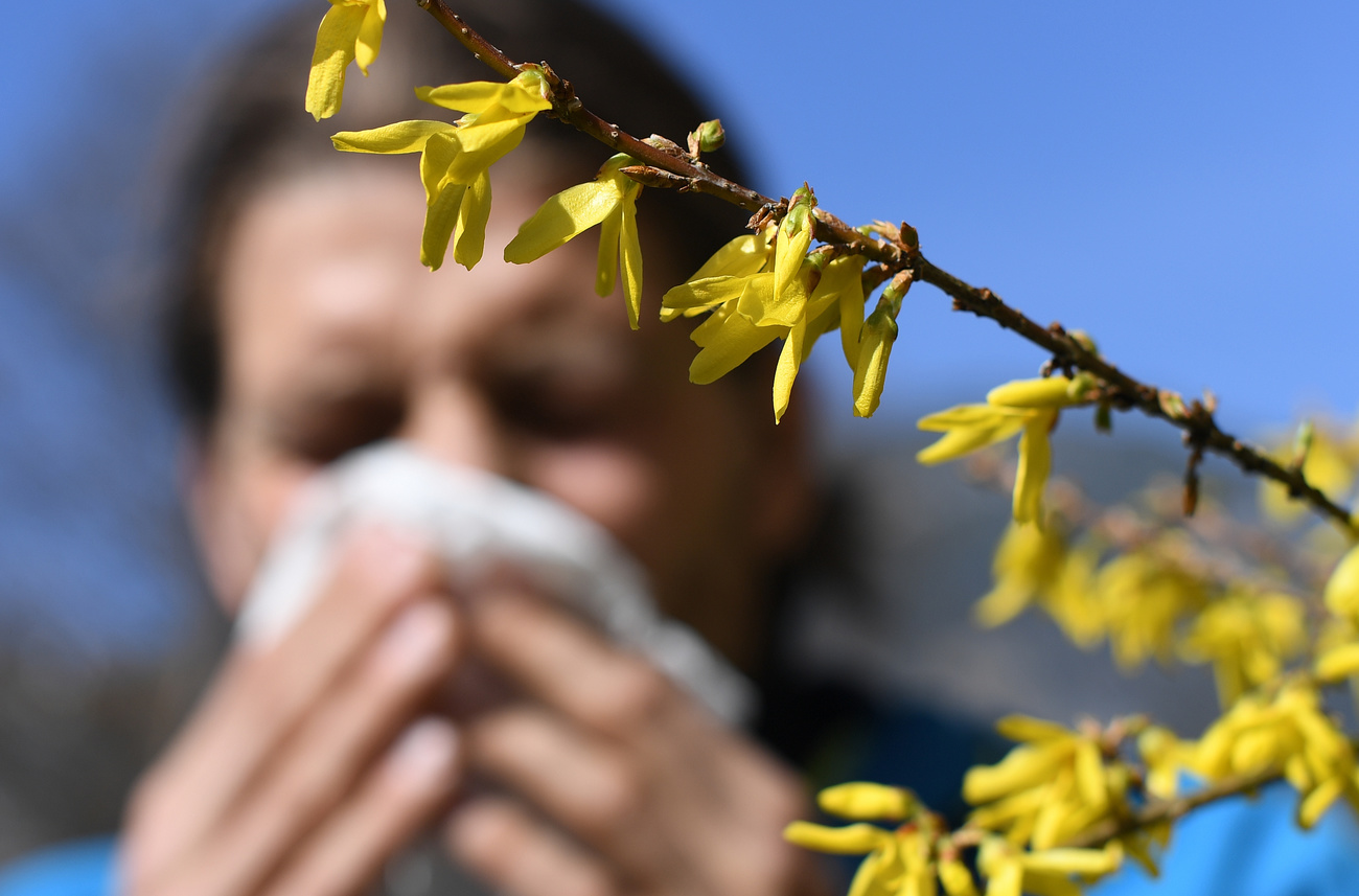 pollen