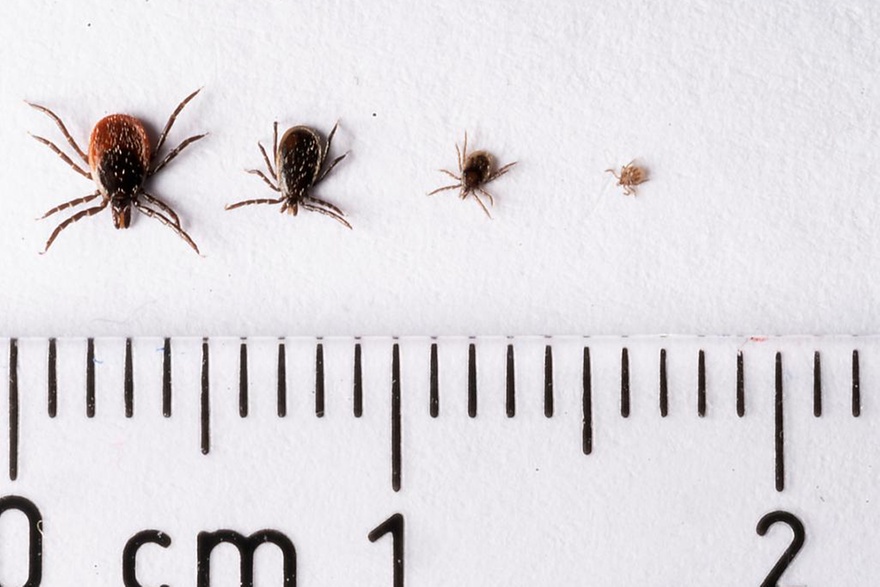 壁蝨攀附獵物的速度極快。瑞士事故保險公司(Suva)的公報表明，壁蝨通常附著在人的膕窩、腹股溝以及兒童的頭部。