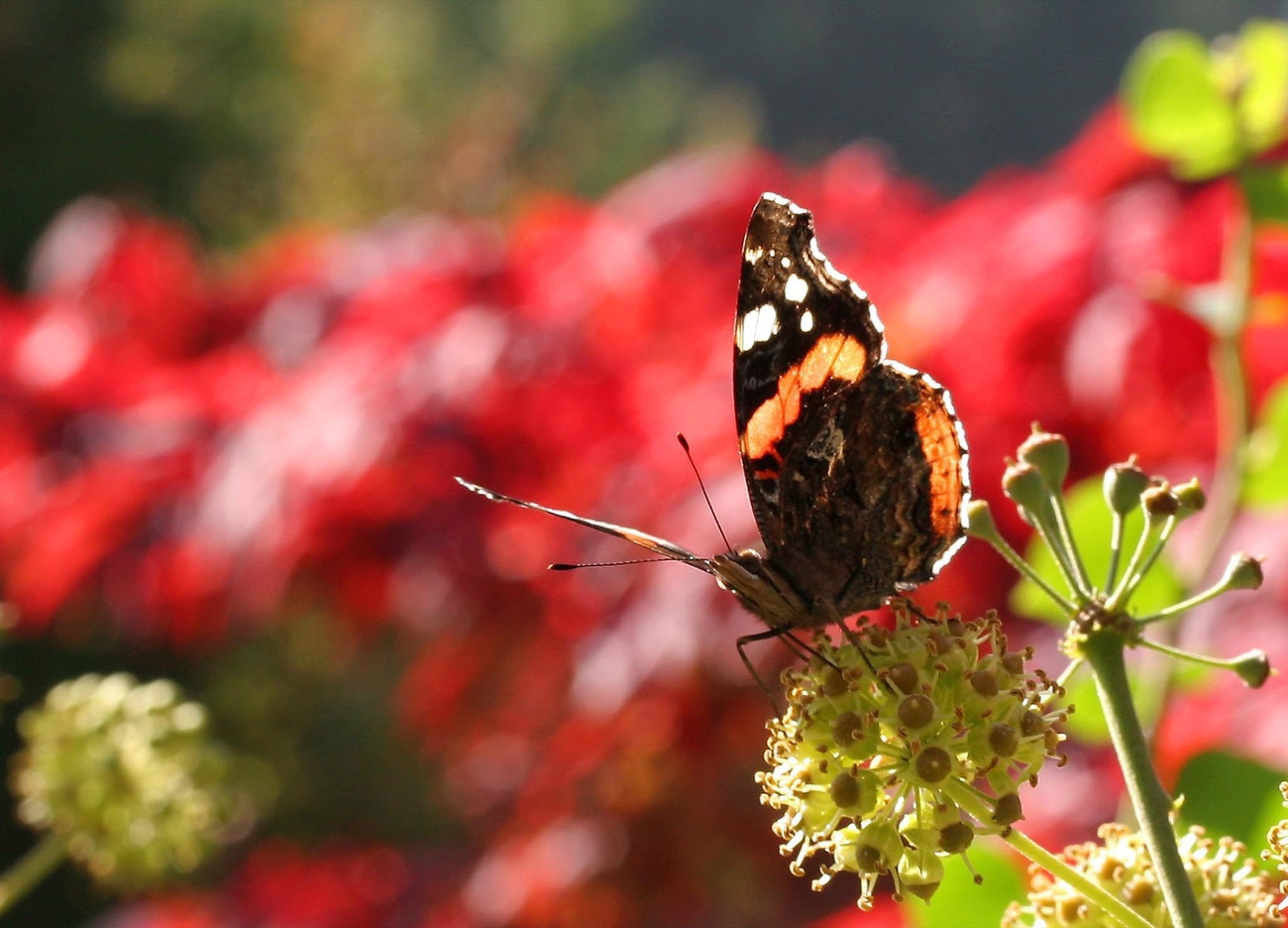 Butterfly on flower