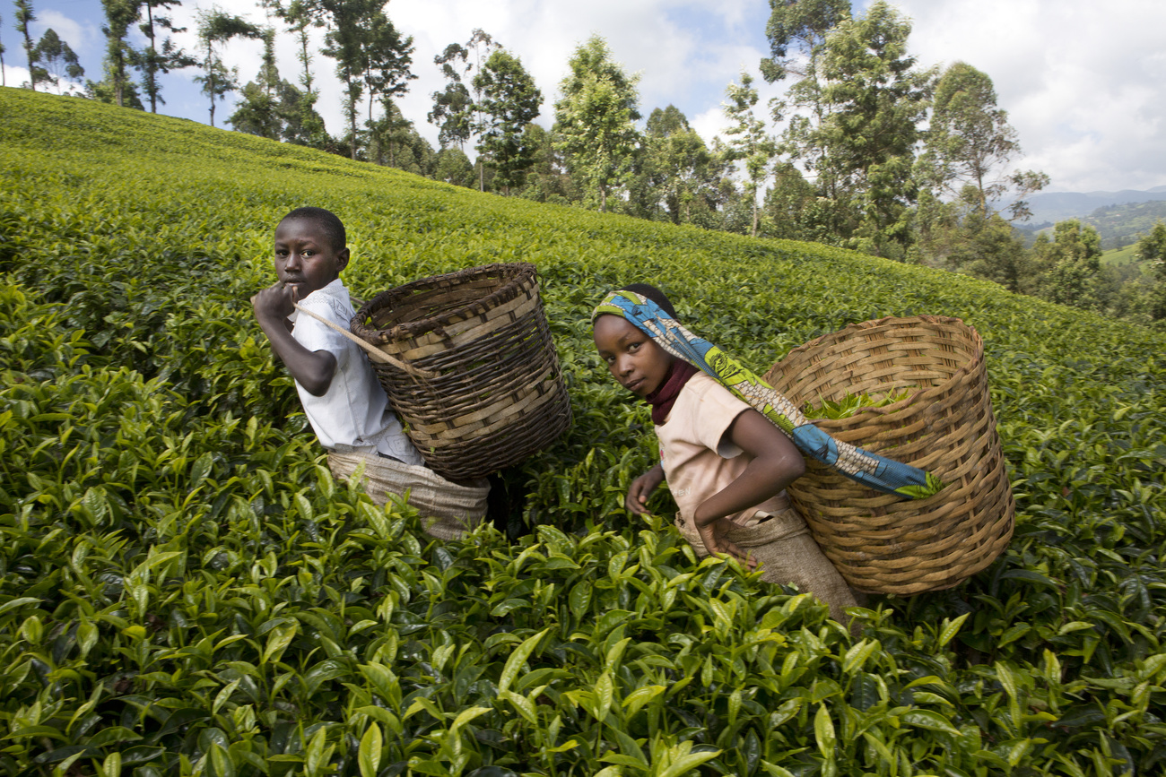 Children harvesting tea leaves, Kenya.