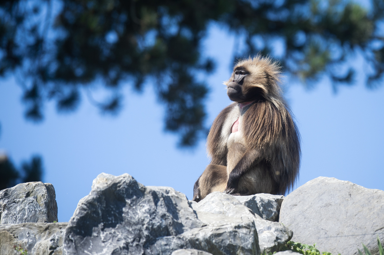 Primate sitting on a rock