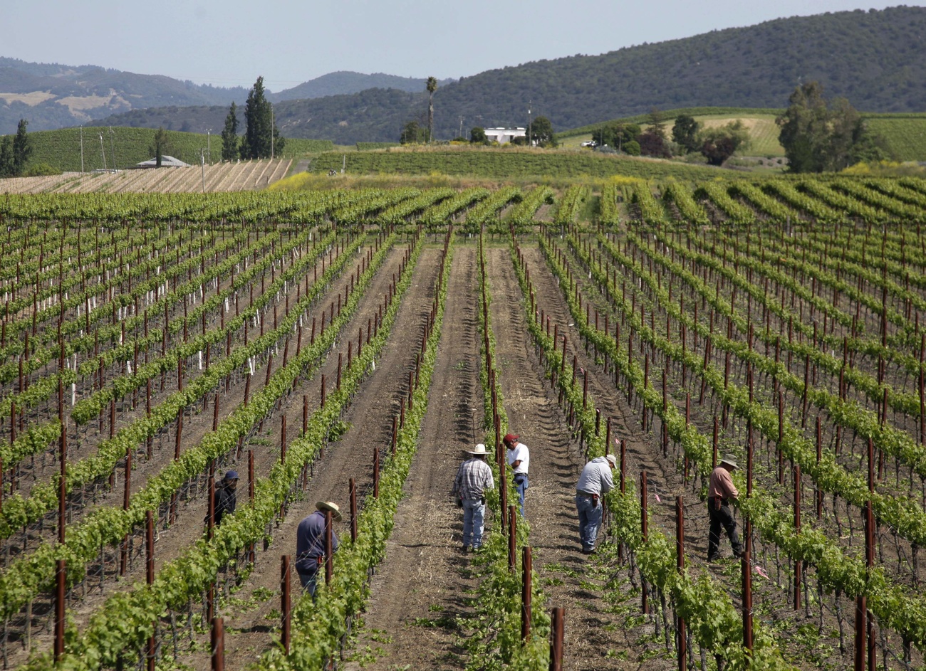 Filari di vite in California.