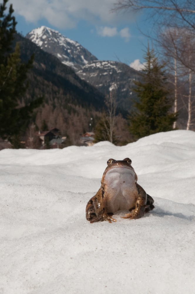 rana nella neve