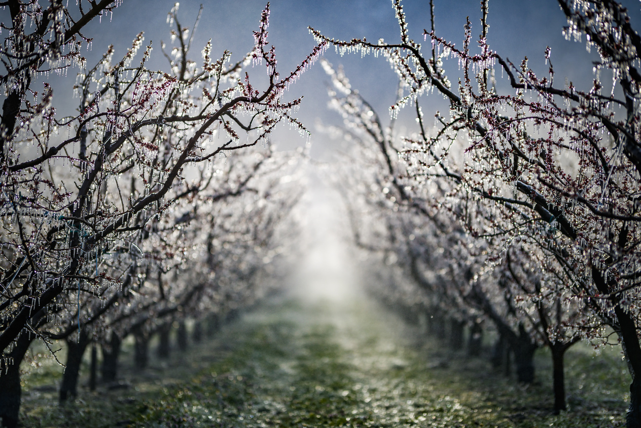 Water is sprayed in apricot orchards to protect blooming buds with a thin layer of ice,