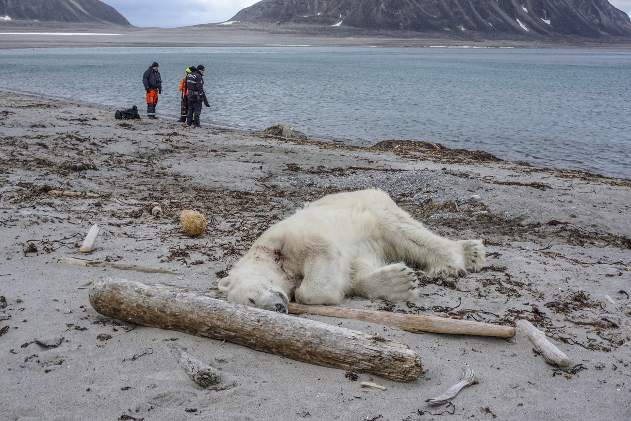 Oso polar muerto en una playa