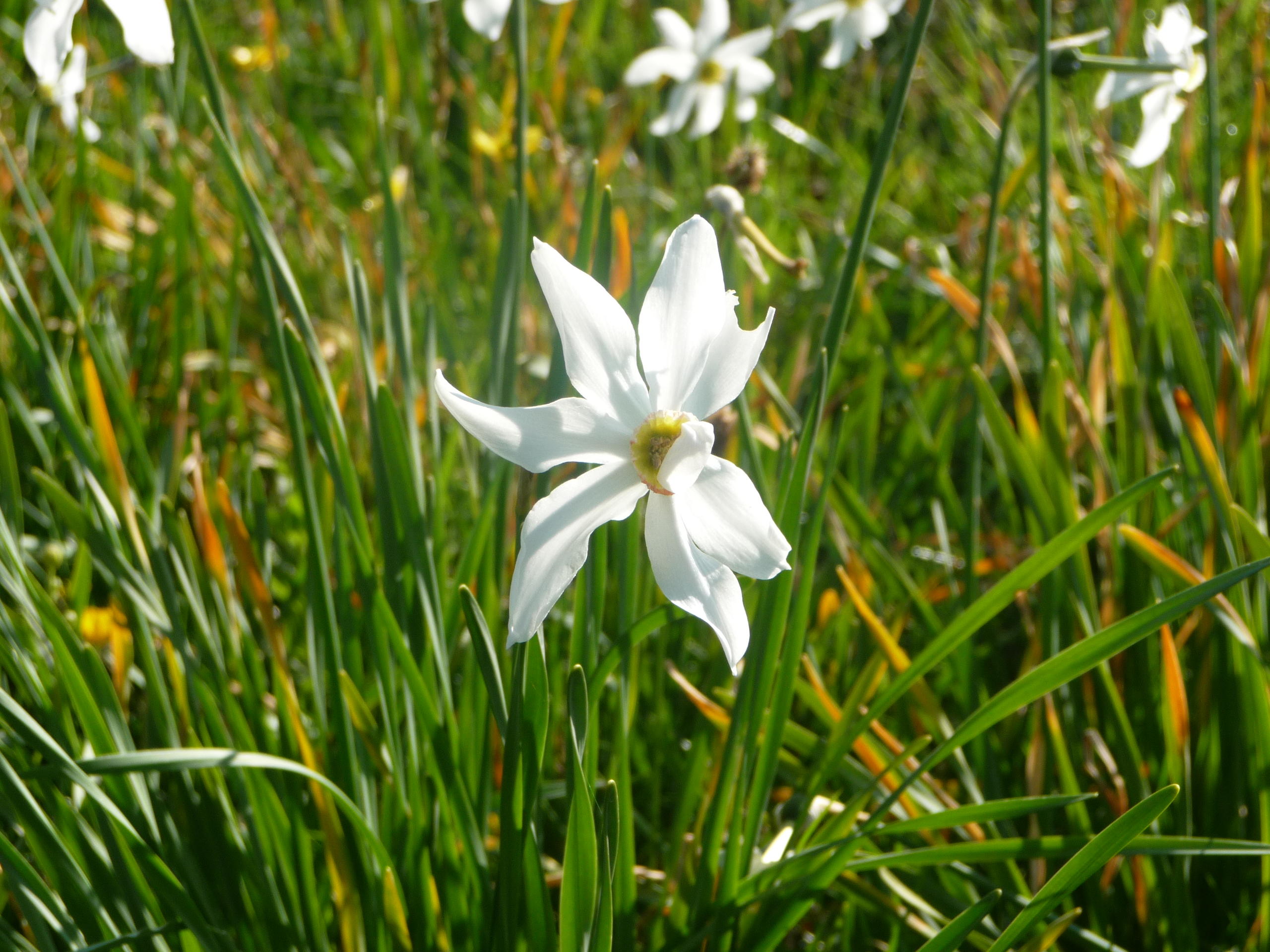 narcissus in bloom