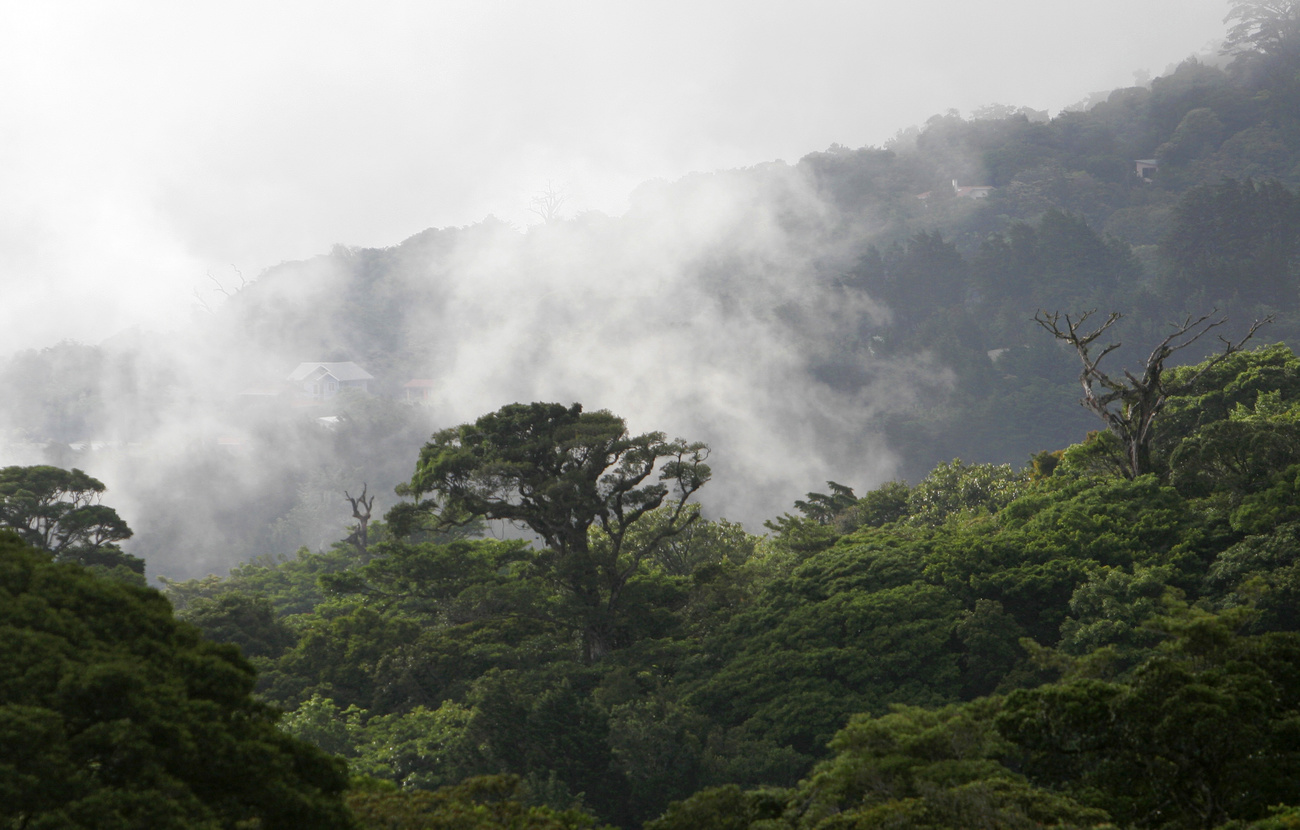 The Monteverde Cloud Forest Reserve near Monteverde in Costa Rica.