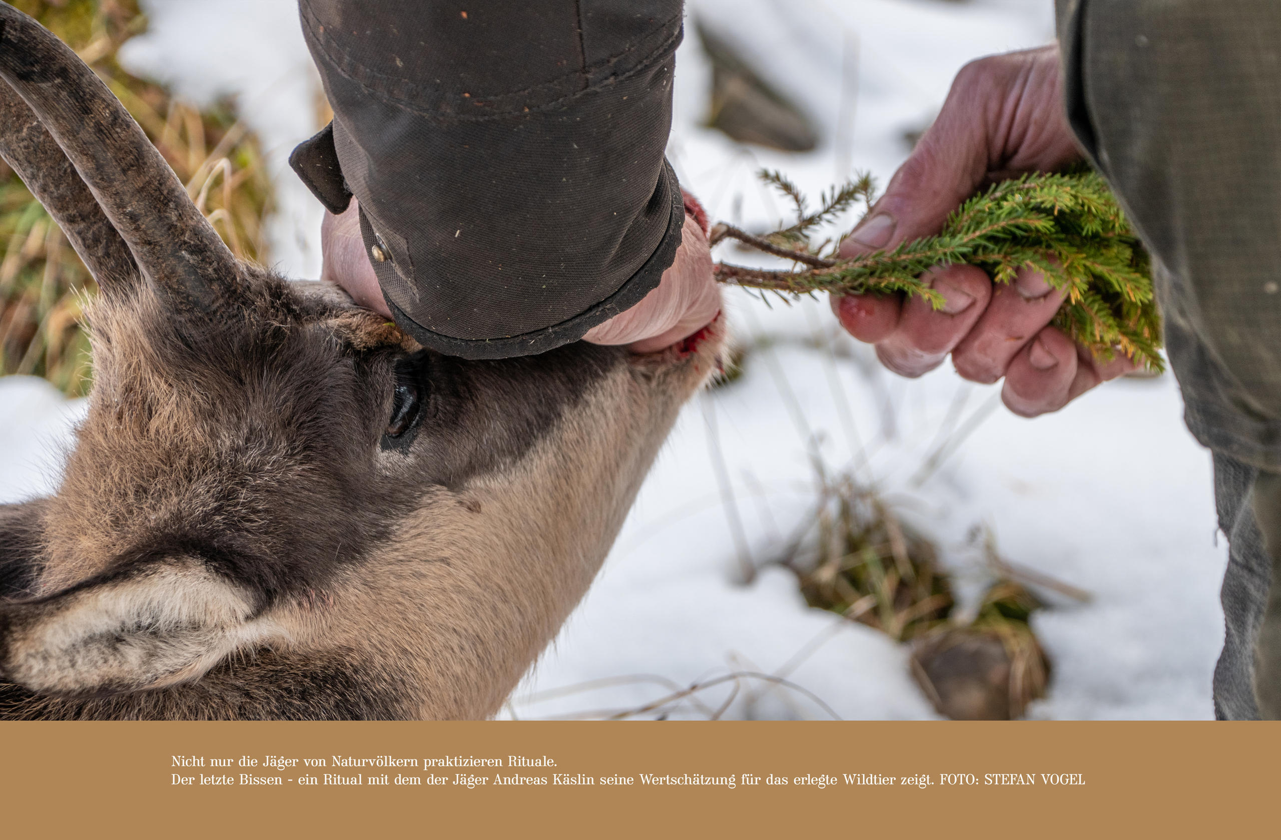 A dead deer with a branch in its mouth