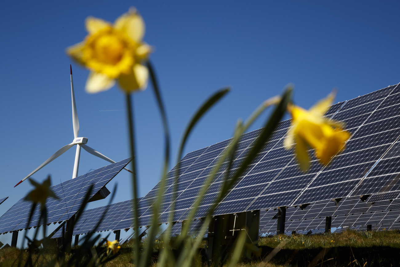 panneaux solaires avec jonquilles