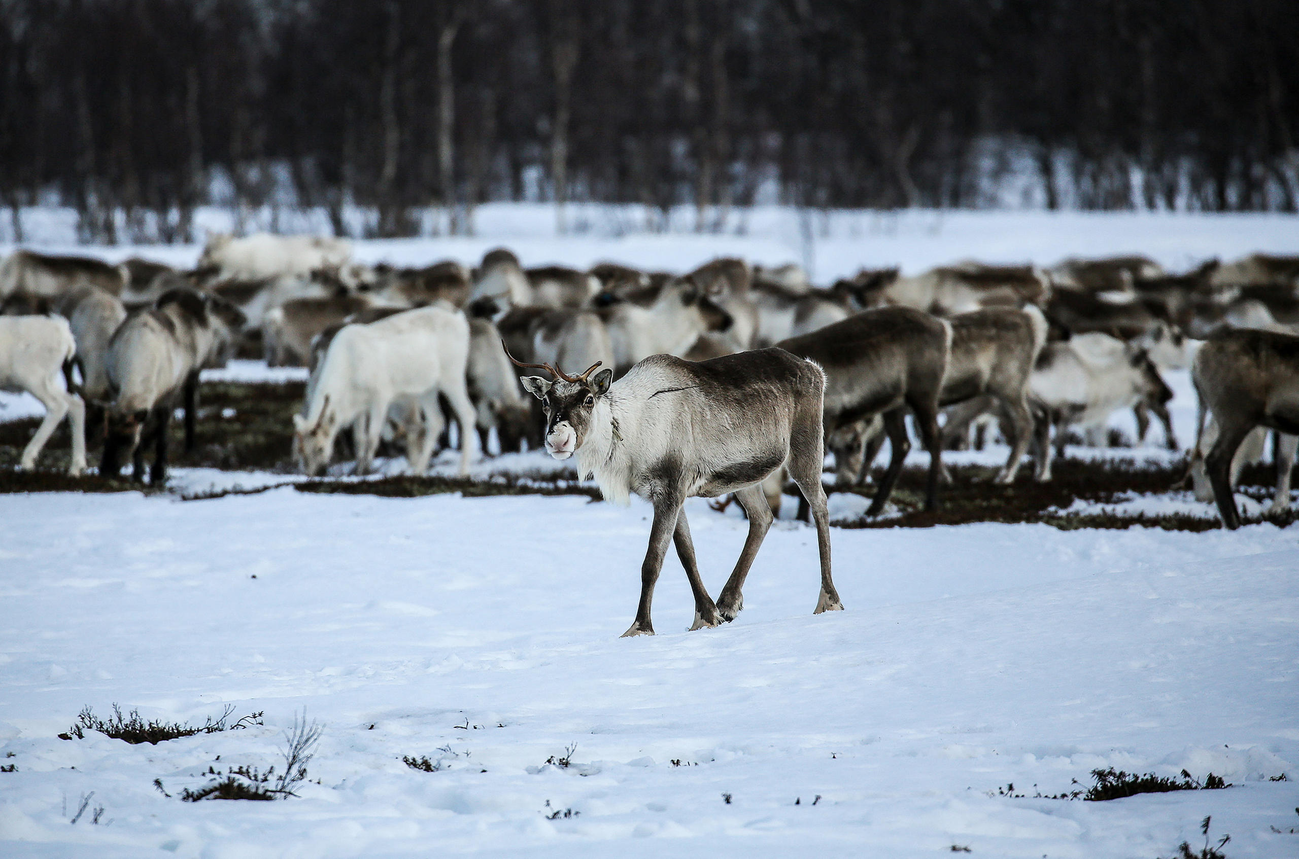 Rentiere im hohen Norden Russlands