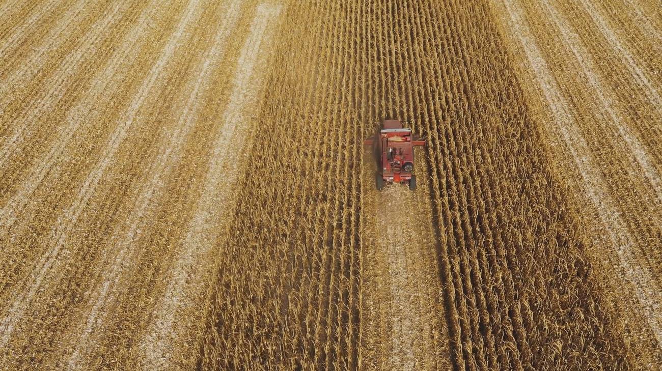 Veduta aerea di un campo di grano maturo attraversato da macchina agricola
