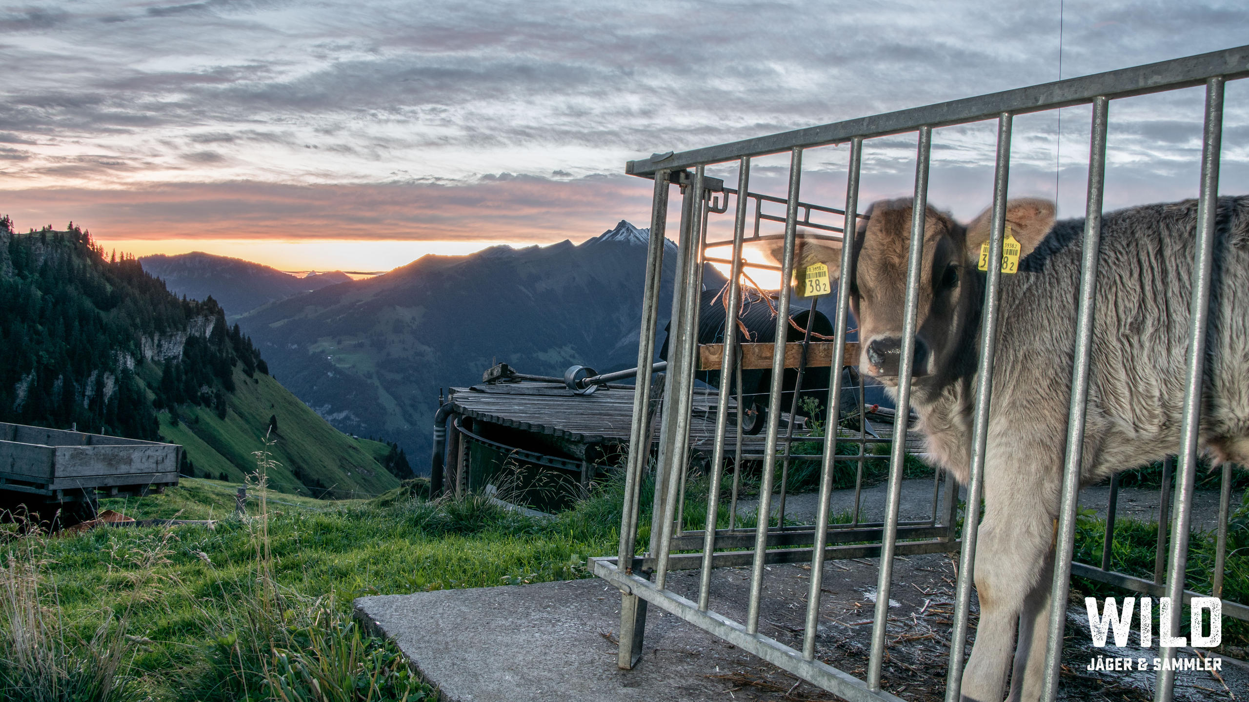 Kalb in einem Gehege