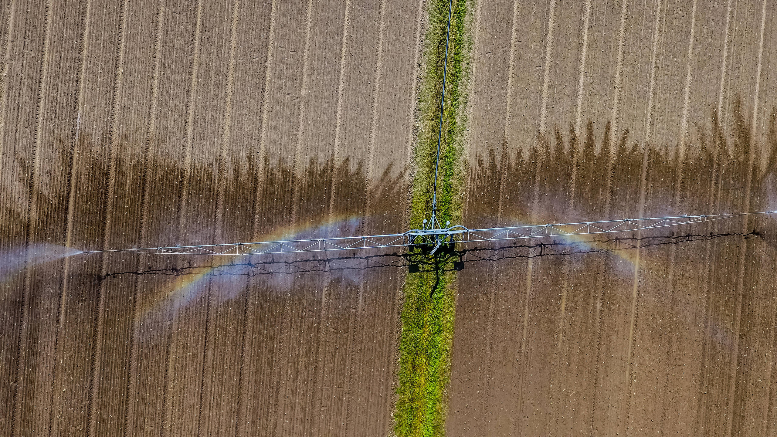 Feld