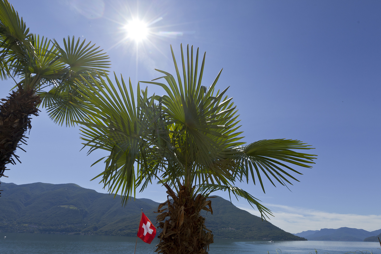 Sole che splende tra due palme a Lugano.