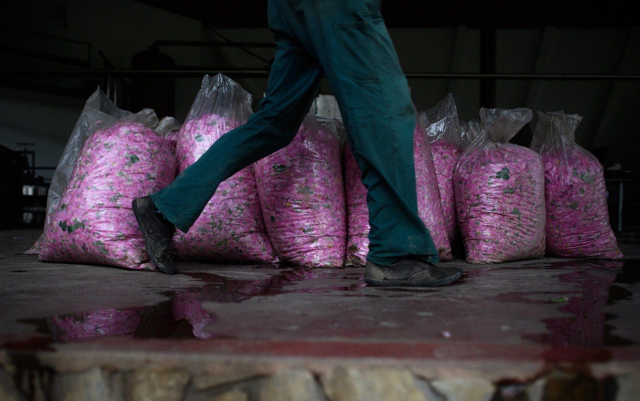 Uomo fotografato dalla vita in giù cammina davanti a sei sacchi di plastica riempiti di petali di rosa di colore rosa