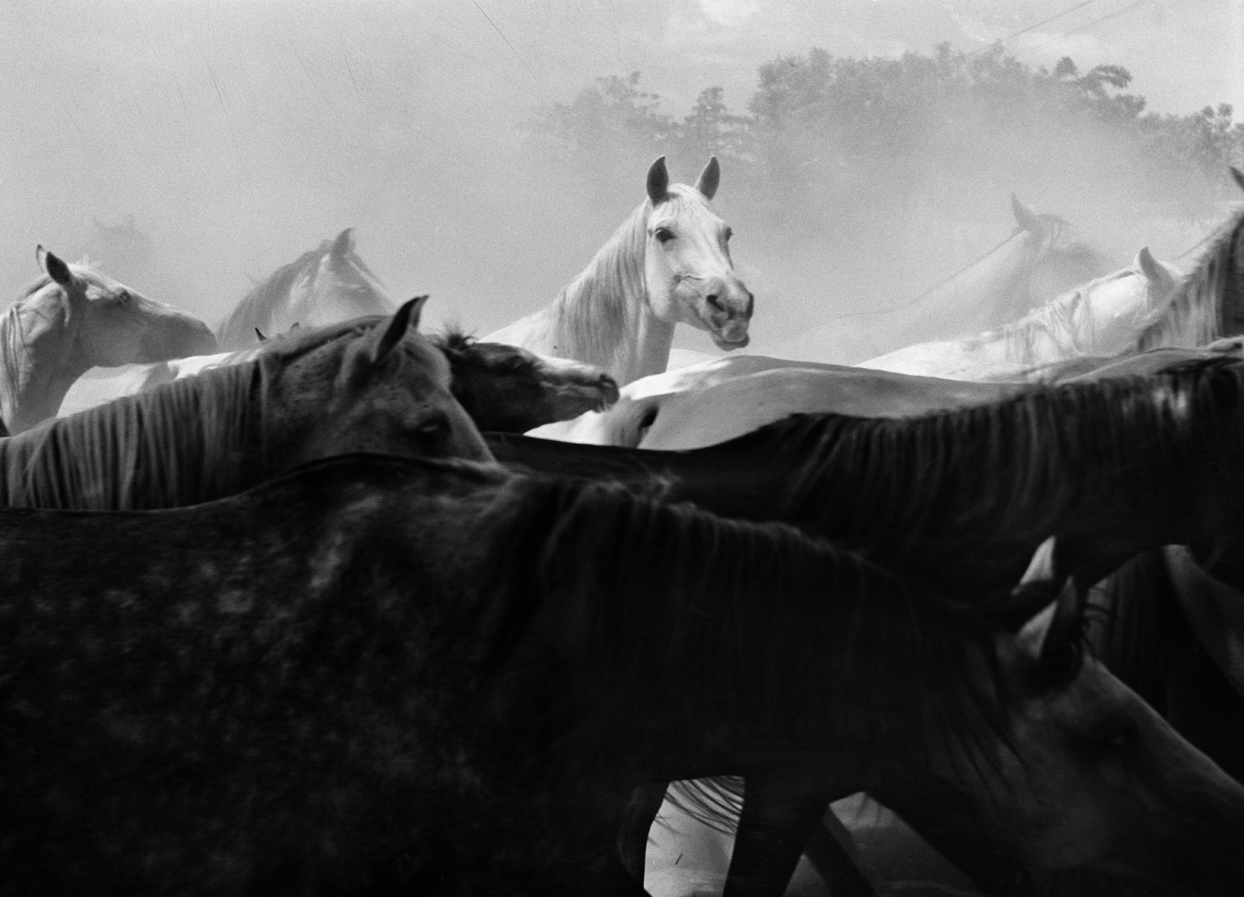صورة بالأبيض والأسود لمجموعة خيول