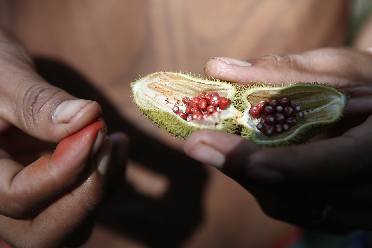 Seeds