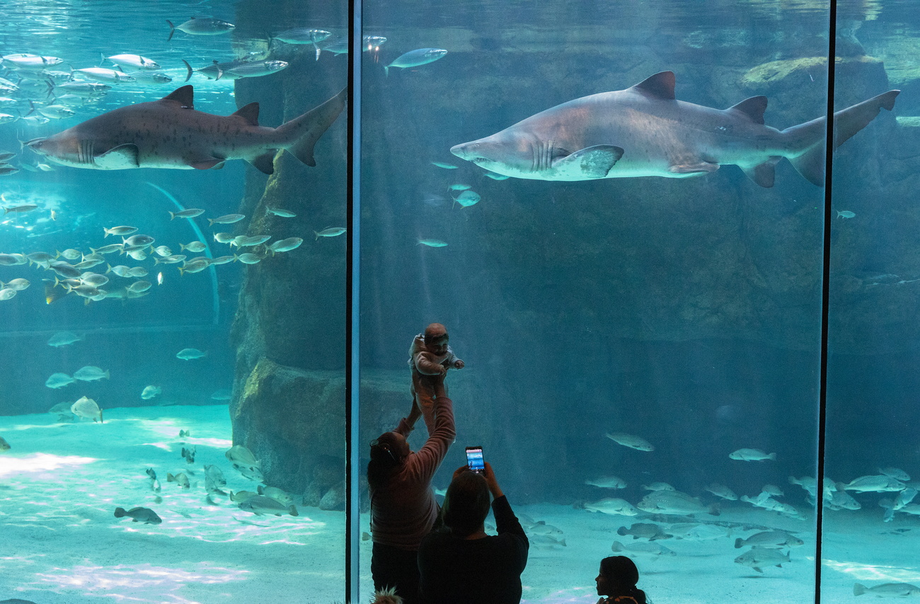 Visitatori di un acquario