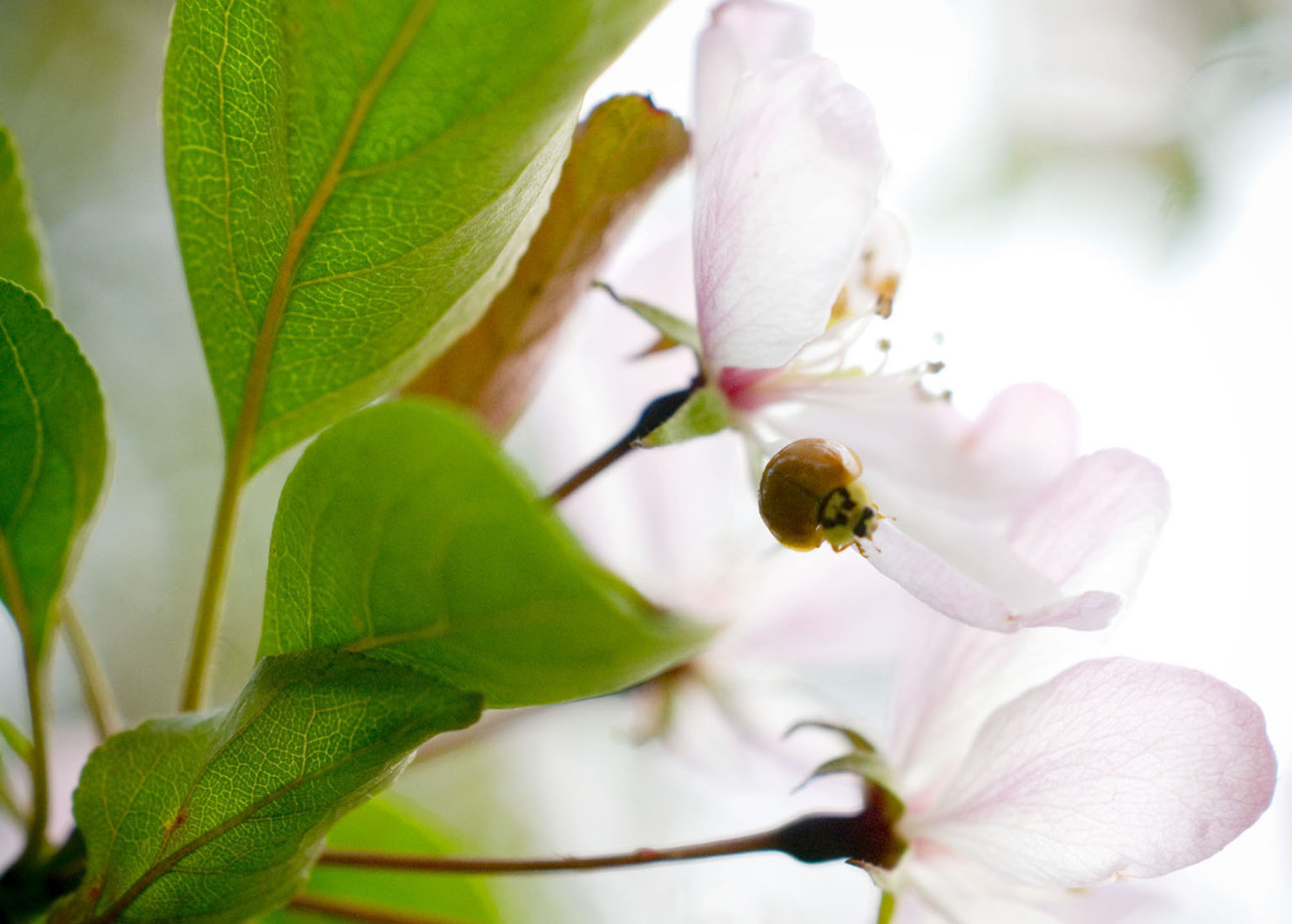 Coccinella su fiore