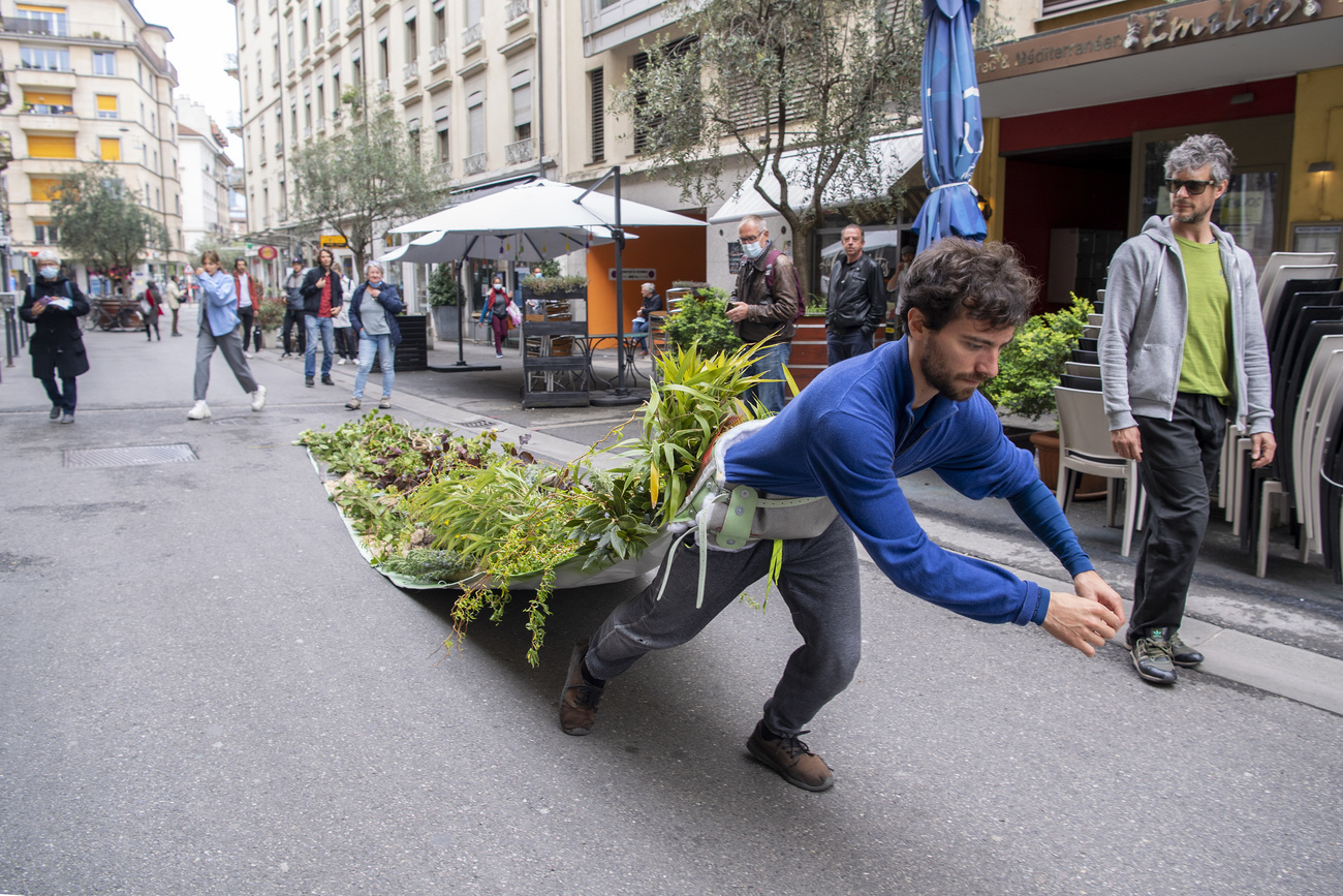 Persona trascina albero in strada