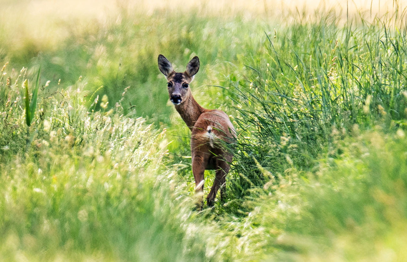 Un capriolo nell erba alta.